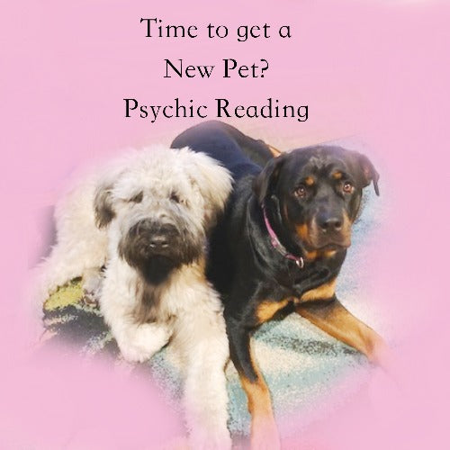 Should You Get a Pet?