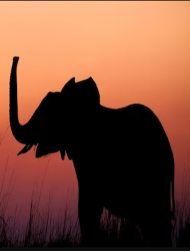What is Your Animal Spirit?